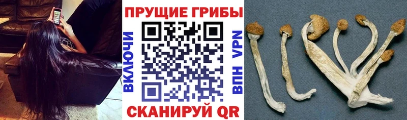 где продают наркотики  omg как войти  Галлюциногенные грибы GOLDEN TEACHER  Поворино 